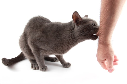 cat biting toys